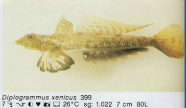Diplogrammus xenicus
